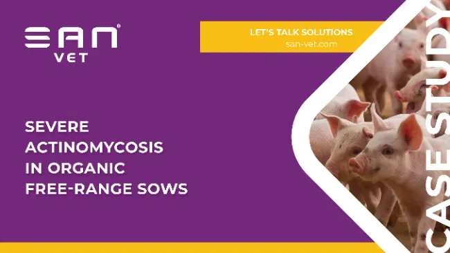 CASE REPORT - Severe actinomycosis in organic free-range sows