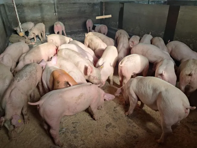 Puntuali anche questa settimana 🇩🇰🐷🇮🇹 splendidi lattoni...