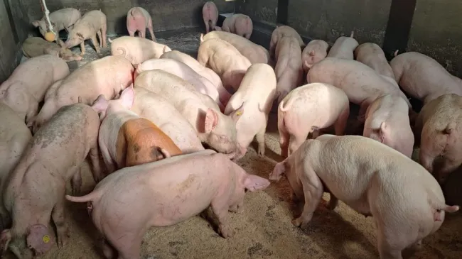 Puntuali anche questa settimana 🇩🇰🐷🇮🇹 splendidi lattoni...