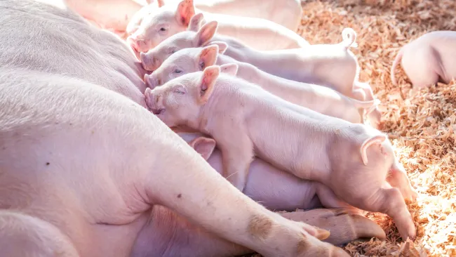 Weanex: Innovación sensorial para mejorar la alimentación y salud del lechón