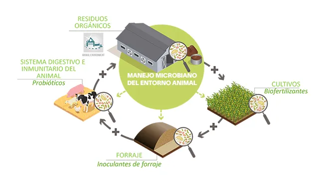 Se estima que el 90% de la biomasa microbiana del mundo se encuentra en forma de biofilm