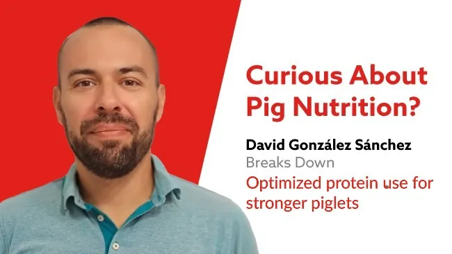 Optimized protein use for stronger piglets: Leveraging the benefits of enhanced digestion