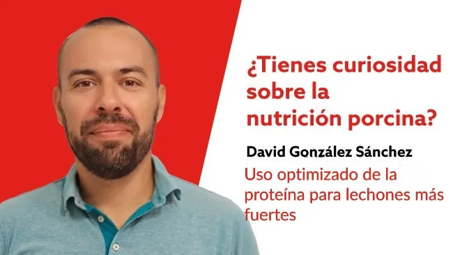 Uso optimizado de la proteína para lechones más fuertes: Aprovechando los beneficios de una digestión mejorada