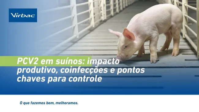 PCV2 em suínos: impacto produtivo, coinfecções e pontos chaves para controle 