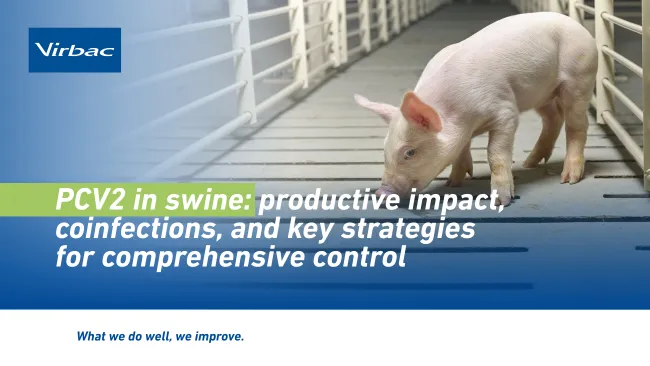 PCV2 in swine: productive impact, coinfections, and key strategies for comprehensive control