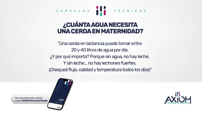 ¿Cuánta agua necesita una cerda en maternidad?