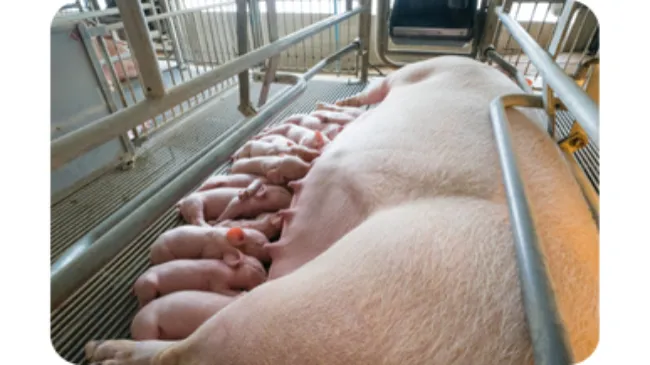 Tonisity Px Delivers 21% Lower Pre-Weaning Mortality Against a Competitor in France