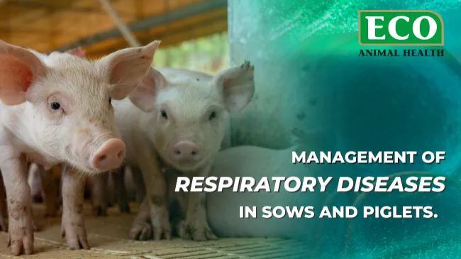 New insights into tylvalosin in the management of  respiratory disease in pregnant sows and piglets 