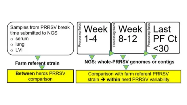 Implementing a user-friendly format to analyze PRRSV NGS results and associating breeding herd performance with nr of PRRSV strains and recombinations