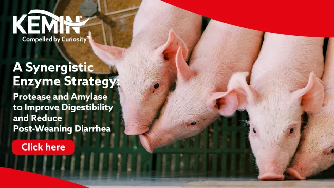 A Synergistic Enzyme Strategy: Protease and Amylase to Improve Digestibility and Reduce Post-Weaning Diarrhea