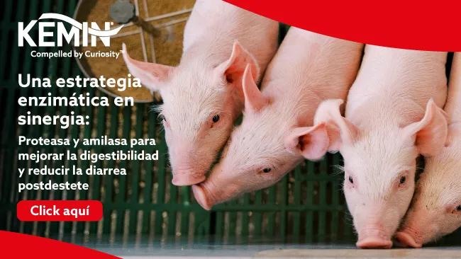 Uso optimizado de la proteína para lechones más fuertes: Aprovechando los beneficios de una digestión mejorada