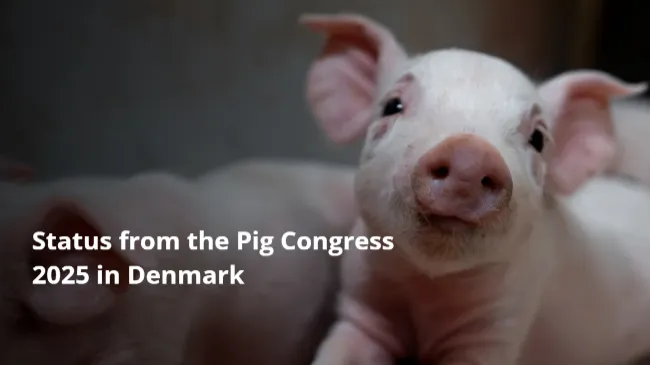 Pig Congress 2025 en Dinamarca: una hoja de ruta basada en mejoras diarias