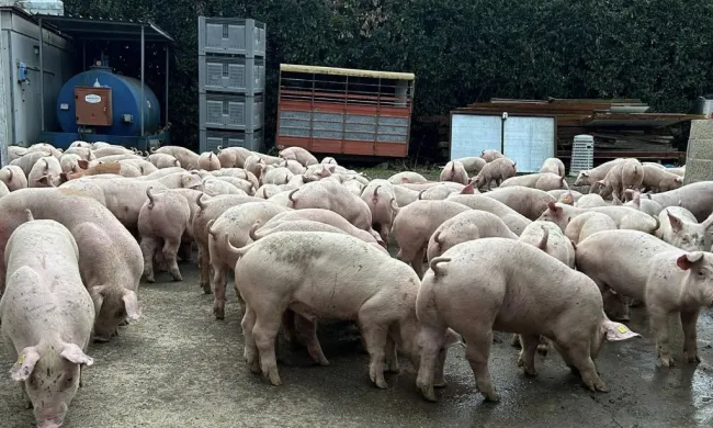 Nuovi arrivi direttamente dalla Danimarca 🇩🇰