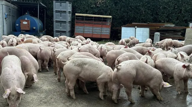Nuovi arrivi direttamente dalla Danimarca 🇩🇰