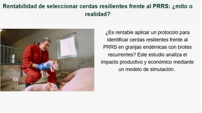 Rentabilidad de seleccionar cerdas resilientes frente al PRRS: ¿mito o realidad?