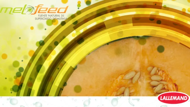 MELOFEED: Fuente natural de Superóxido Dismutasa para la nutrición animal