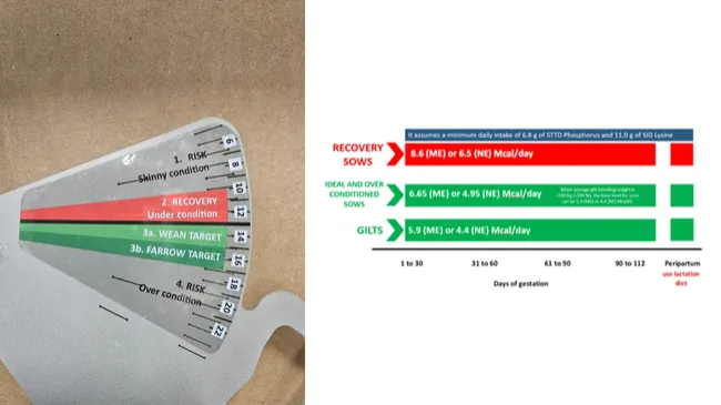 Sow Body Condition Scoring Made Simple with New Caliper Ranges