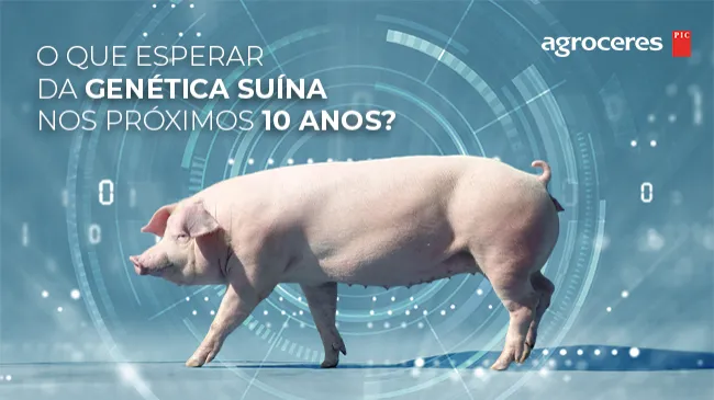 O que esperar da genética suína nos próximos 10 anos?