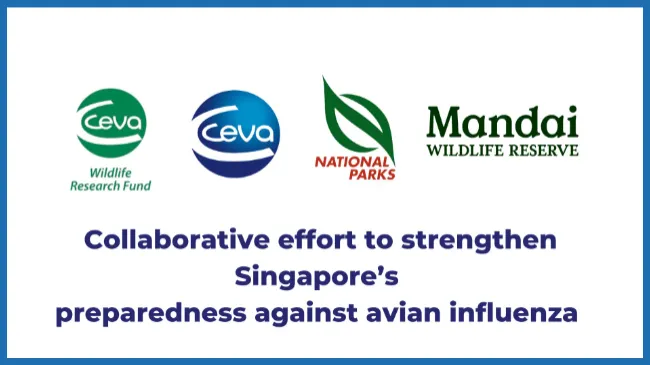 Collaborative effort to strengthen Singapore’s preparedness against avian influenza