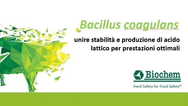 Bacillus coagulans: unire stabilità e produzione di acido lattico per prestazioni ottimali