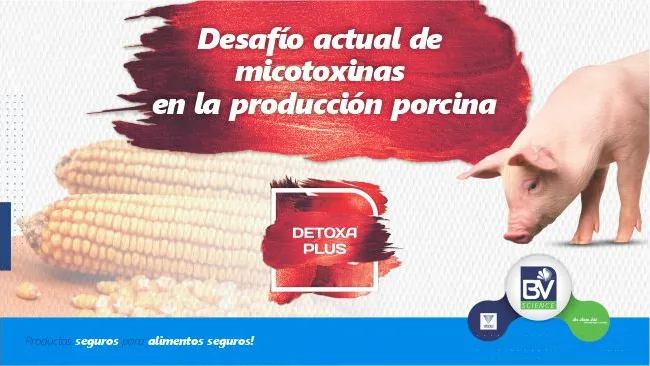 Desafío actual de micotoxinas en la producción porcina