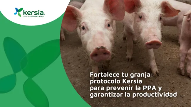 Prevención de la Peste Porcina Africana (PPA): protocolo Integral de bioseguridad de Kersia para granjas porcinas