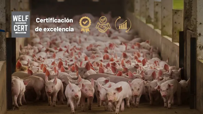 WELFCERT: impulsando la excelencia en la producción ganadera a través de certificaciones internacionales
