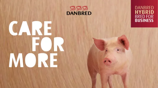 Híbrida DanBred: productividad superior con eficiencia comprobada