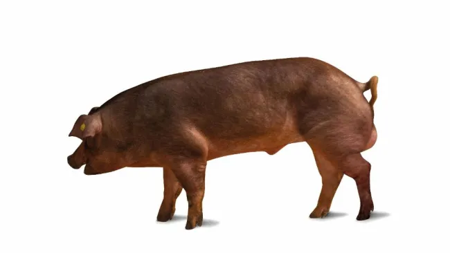 🏅 Verro FA della Settimana: STENTORE – Duroc Italiana