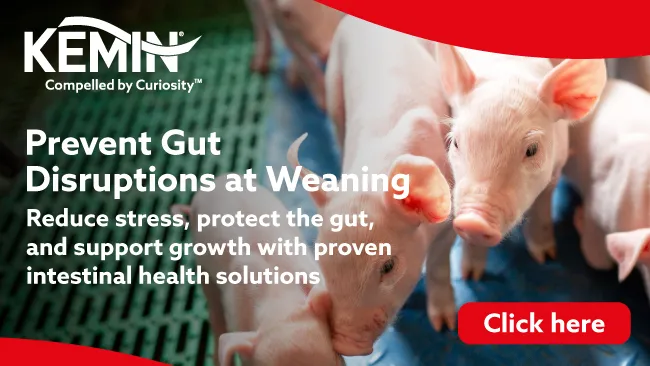 Weaning Stress and Intestinal Health: How to Keep Piglets Thriving