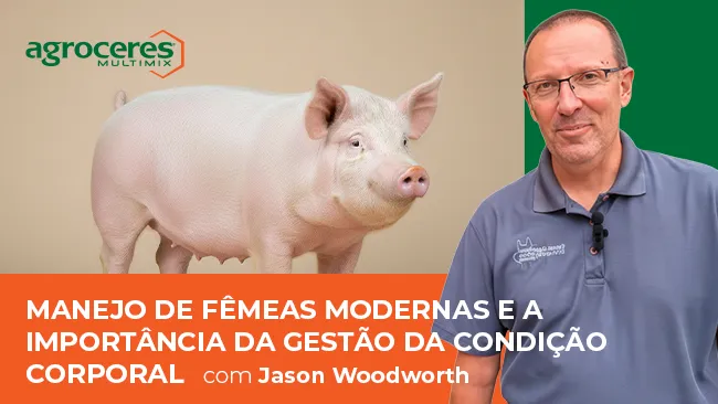 Manejo de fêmeas modernas e a importância da gestão da condição corporal