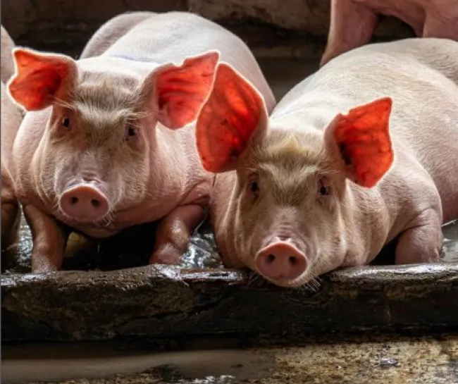 Cada vez más veterinarios y ganaderos apuestan por el manejo en banda...