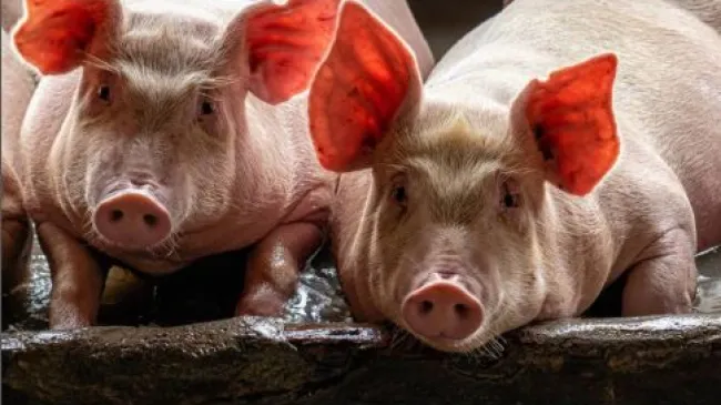 Cada vez más veterinarios y ganaderos apuestan por el manejo en banda...