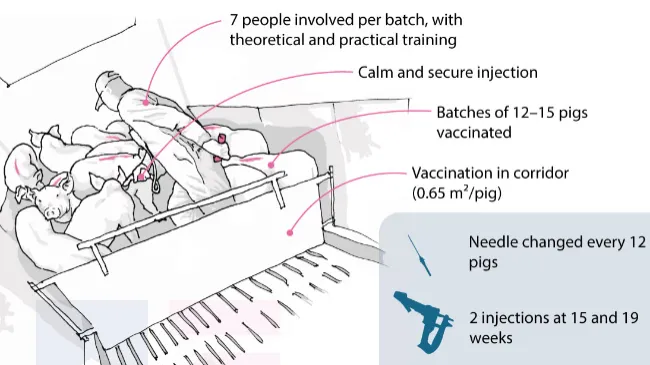 Infographics: Enhancing the value of immunocastration for 144 kg pigs