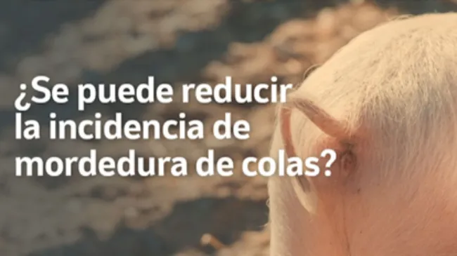 Control efectivo de la ileítis: actualizaciones prácticas para el manejo en granja