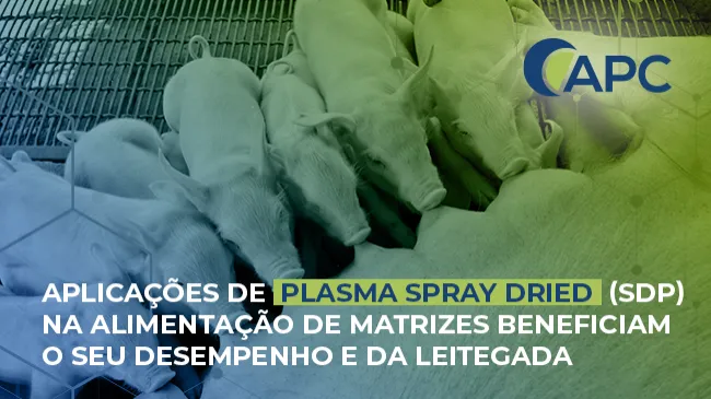 Aplicações de plasma spray dried (sdp) na alimentação de matrizes beneficiam o seu desempenho e da leitegada