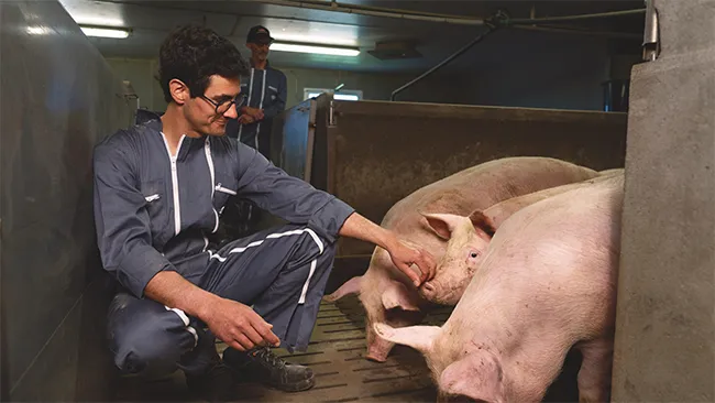 Fisionutrición en la porcinocultura moderna: metabolismo energético, cinética de absorción proteica y fermentación de la fibra en la alimentación