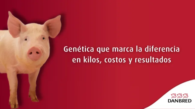 La genética como factor decisivo en la rentabilidad del engorde porcino