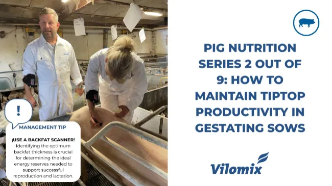 How to maintain tiptop productivity in gestating sows