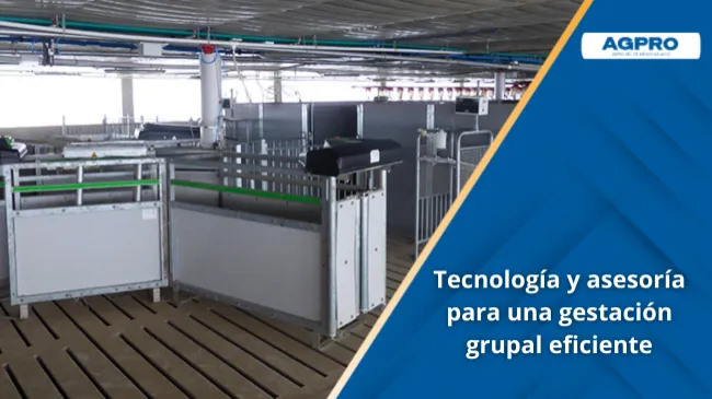Gestación grupal: infraestructura, manejo y precisión alimentaria