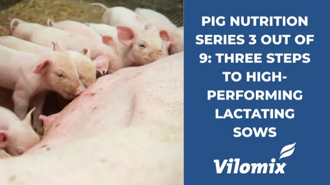 Pig nutrition series 3 out of 9: Three steps to high-performing lactating sows