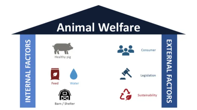 The evolving challenge: animal welfare as a production standard