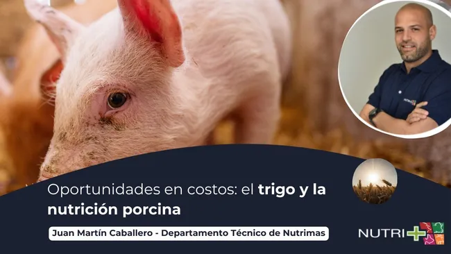 Trigo y su uso en dietas porcinas