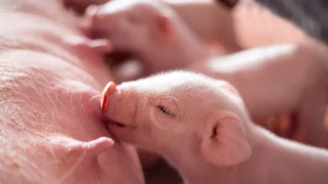 Probióticos pioneros: cómo el probiótico de levadura Actisaf® ayuda a generar lechones de buena calidad