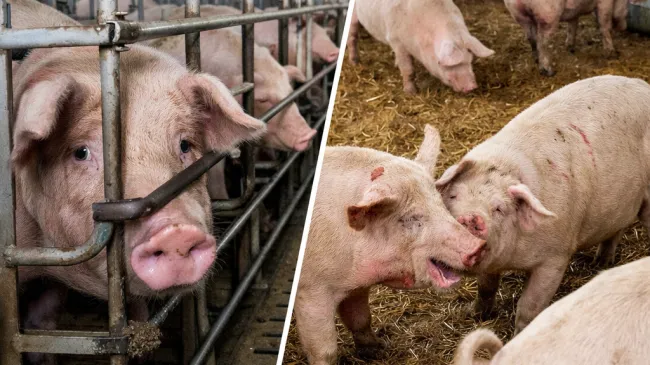 ¿Y si el “bienestar animal” en cerdos se volvió marketing… y n...