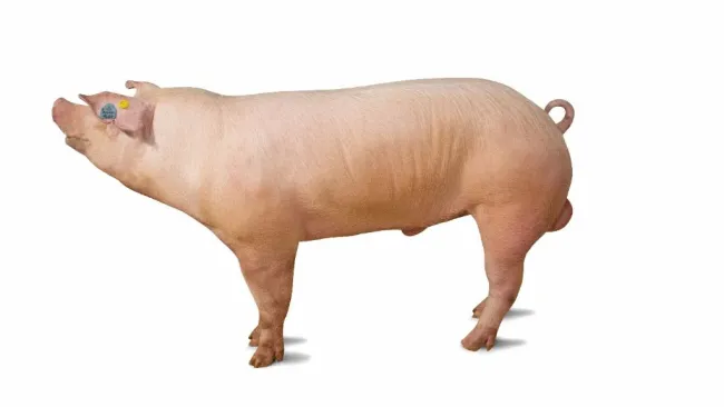 🌟 Verro FA della Settimana: EURILACO – Landrace Italiana