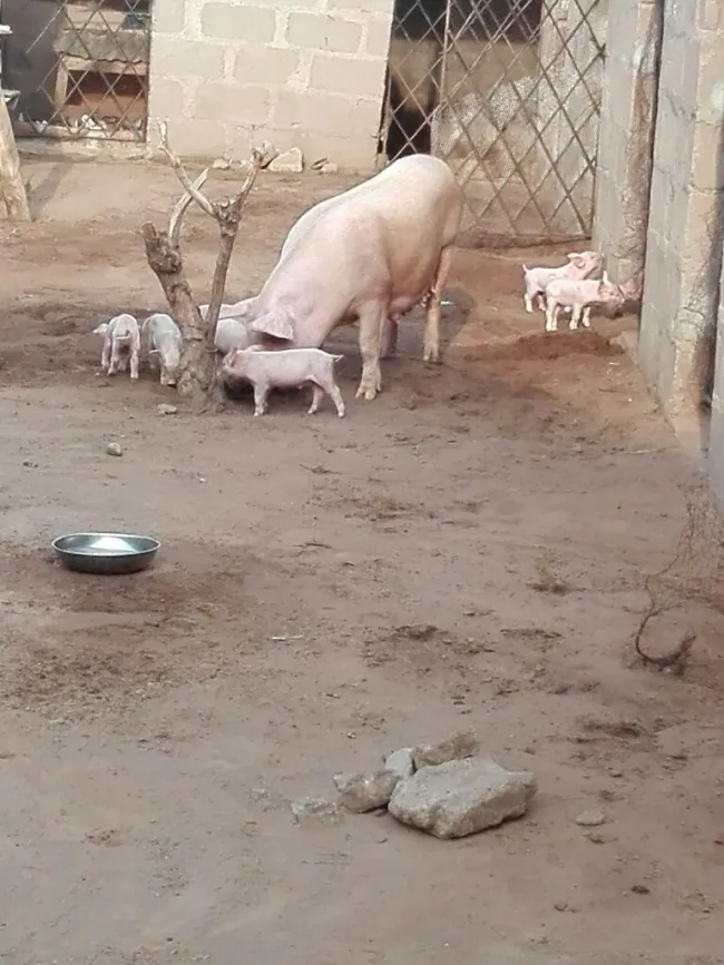 landrace exotic RIJA FARMS