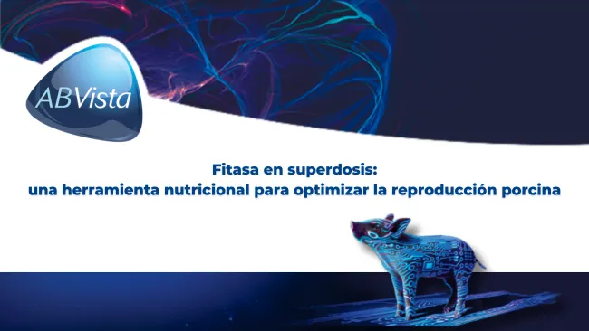 Mejoras  con el uso de Fitasa en indicadores reproductivos en cerdos
