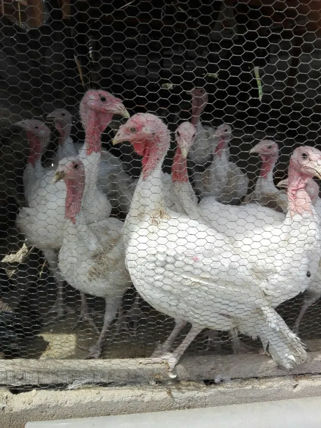 Turkey's available