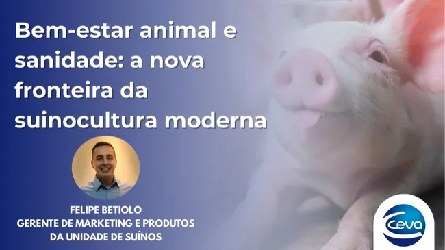 Bem-estar animal e sanidade: a nova fronteira da suinocultura moderna